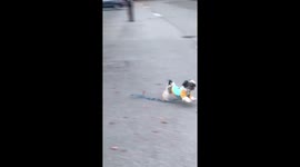 Cat and dog collide and crash- hilarious must see