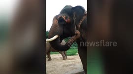 Asian elephants use twigs to scratch ears and mouth in southern India