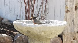 American robin taking a bath at a bird bath.