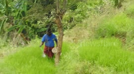 Man  throws fertilizer on his terraced rice field in  a village in the Kandy district of Sri Lanka.