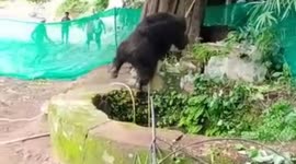Forest officials rescue bear that fell into dry 20-foot-well in central India