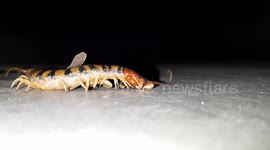 Skin-crawling moment centipede devours multiple insects