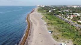 Green tide of Sargassum seaweed flooding Florida's beaches causes trouble for humans and wildlife