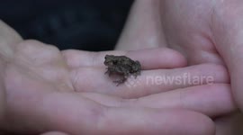 Wildlife Photographers Come Across One Of The Tiniest Toads They Have Ever Seen!