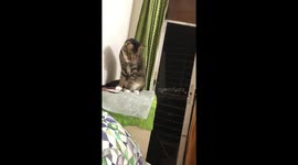 My cat is a footballer