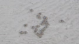 Oddly satisfying video of bubbler crabs disappearing into sand in the Philippines