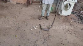 Cobra that swallowed 7 eggs that was about to hatch managed to regurgitate 5 eggs