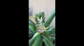 Baby pineapple in slomo