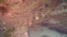 Friendly Wrasse