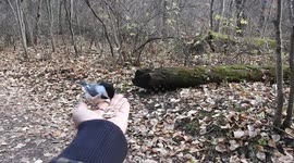 A real life Disney character? Canadian woman hand feeds birds on hike