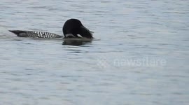 Common Loon trying to eat a big  fish at Bow river in Calgary, Alberta. Canada