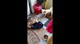 Jack Russell Butches Bathtime blues