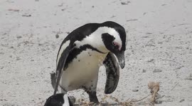 Penguins in Boulders Beach, Simon's Town, South Africa.