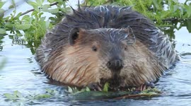 Beaver up close at a lake eating leaves. In Edmonton, Alberta.