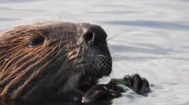 Beaver up close at a lake eating leaves. In Edmonton, Alberta.