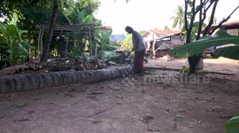 Elderly woman chops fallen palm tree after storm in rural Thailand
