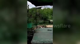 Hapless two-legged dog rescued after falling into hole