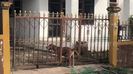 Hapless dog rescued after getting stuck in metal gate
