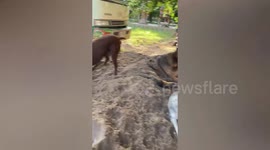 Playful Pet Dogs Bury Each Other In Sand