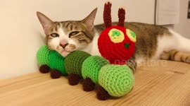 Pet cat loves his new knitted caterpillar