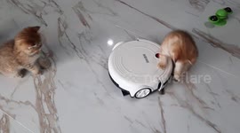 Kittens attack and play with floor-cleaning robot in Thailand