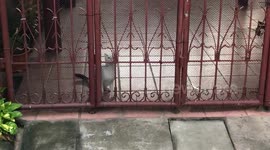 Determined pet cat escapes through garden gate