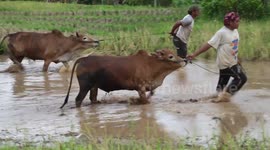 Pacu Jawi in West Sumatra began in early August
