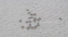 Oddly satisfying video of bubbler crabs disappearing into sand in the Philippines