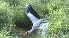 Bizarre footage of a yellow-billed stork using unusual fishing techniques in Africa
