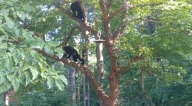Baby Bears Climbing in a Dogwood Tree