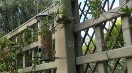 Acrobatic mouse on bird feeder
