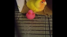 Bird does not like anything pink