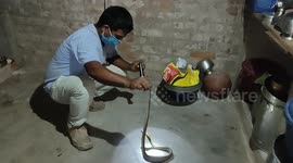 Snake catcher grabs cobra with bare hands even after it tries to bite him in southern India