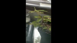 Sensitive Plant Doesn't Like to be Touched