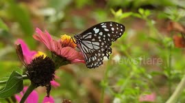 Blue tiger butterfly feeding nectar on Zinnia flower at butterfly garden, Thalawathugoda, Sri Lanka.