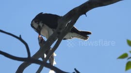 Osprey eating lunch of fresh caught fish. At Calgary, Alberta.