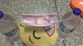 Pet hamster swings on hammock made from face mask