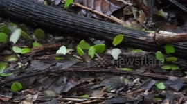 Leafcutter Ants, Tambopata National Reserve - Peru