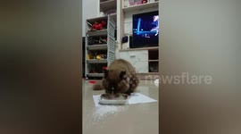 Kitten makes a mess while drinking bowl of milk