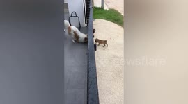 Big dog plays with lost stray puppy through gate