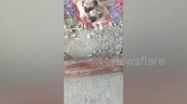 Pampered pet pugs swing in hammock