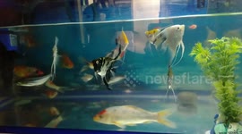 4 inch koi fish in aquarium with other fishes