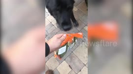 Elderly rescue dog helps owner with groceries for the final time