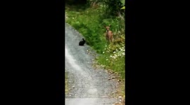 Wild deer and bunny dubbed 'real life Bambi and Thumper'