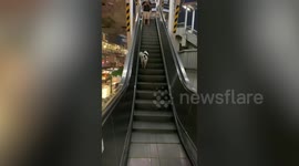 Stray dog tries to walk the wrong way up train station escalator