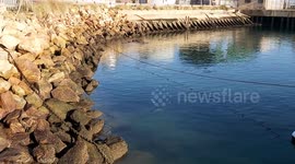 Massive Stingray Spotted in Small Harbour