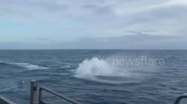 Stunning footage of humpback whale just yards from boat