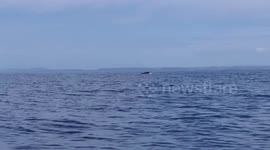 Kayaker captures close encounter with three huge minke whales off the coast of Devon