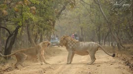 This stunning footage shows a showdown between a lioness and a male lion
