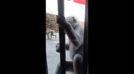 Feeding the monkey during corona virus pandemic